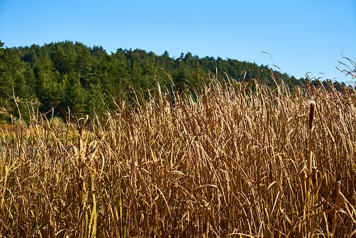 级学生心理辅导办法